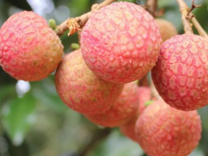 ����֦��Ҫһ���Գ�̫�� ����֦Ҫע����Щ����