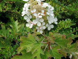 ��һ����Ĺ�Ч ��һ���������ȸ�ð