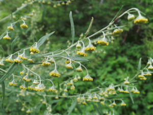 ������Ĺ�Ч ��������Ӹ���۶�