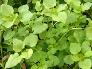 ���ֶ�����Ĺ�Ч ���ֶ��������Ů���ڸ�ʹ