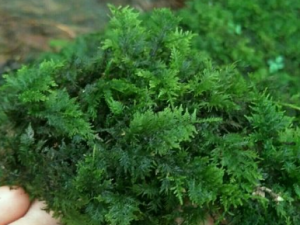 ����޺�Ĺ�Ч ����޺��ˮ������