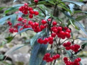 ������Ҷ�Ĺ�Ч ������Ҷ��ͨ��