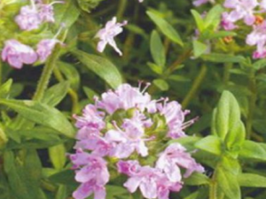 ������Ҷ�ž�Ĺ�Ч ������Ҷ�ž���������������