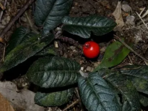 ��Ҷ�Ͻ�ţ�Ĺ�Ч ��Ҷ�Ͻ�ţ���ʺ���ʹ