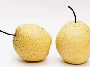 ��¶��������ʳ���� ��¶������ʲô��