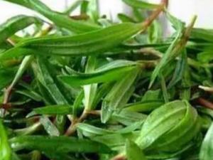 �׿���Ҷ�Ĺ�Ч �׿���Ҷ�η������