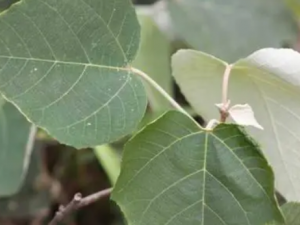 �ױ�Ҷ�Ĺ�Ч �ױ�Ҷ�� ������֯��