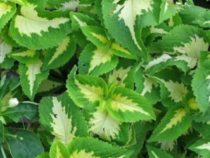 Ҷ𻨲ݵĹЧ Ҷ𻨲ε