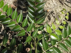 ��Ҷ������Ҷ�Ĺ�Ч ��Ҷ������Ҷ���纮ʪ��