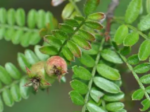 ����Сʯ���Ĺ�Ч ����Сʯ���������׶�