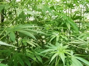 ��С��Ĺ�Ч ��С������Ӹ�׶�