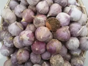 �컨С����Ĺ�Ч �컨С�������¾�����