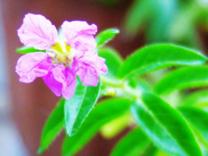 �ױ�С�����Ĺ�Ч �ױ�С���������ȿ���