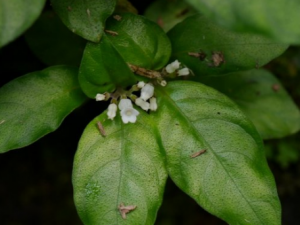 ��С�߸��ݵĹ�Ч ��С�߸�������ð����