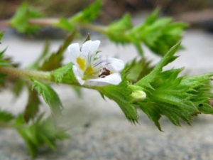 ����С�ײݵĹ�Ч ����С�ײ������Ȳ��ڿ�