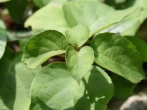 ��Ե��ط�Ĺ�Ч ��Ե��ط�����Ѫ����