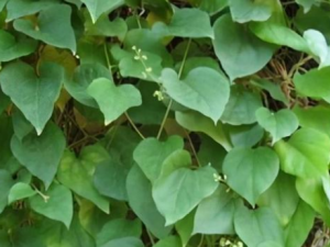 ҶɳٵĹЧ Ҷɳڷʪʹ