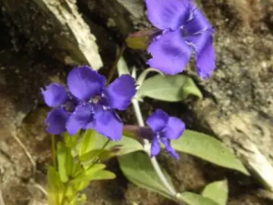 ʪ�����ٵĹ�Ч ʪ����������ð����