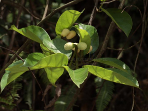 �׹�ľ���Ĺ�Ч �׹�ľ������ʪ��ʹ