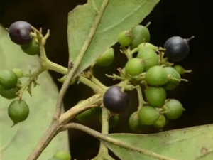 ��ԲҶ��ľ֦Ҷ�Ĺ�Ч ��ԲҶ��ľ֦Ҷ������