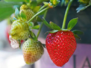 �Բ�ݮ����Щ�ô� �Բ�ݮ����������洦