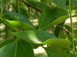 ����ľ�Ĺ�Ч ����ľ������֧������