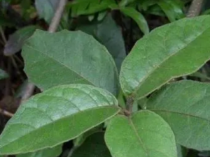 ���ľ�Ĺ�Ч ���ľ���ʺ���ʹ