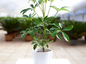 ��ǭѼ��ľ�Ĺ�Ч ��ǭѼ��ľ����ʪ��ʹ