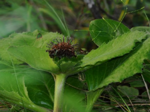 ��ľ��Ĺ�Ч ��ľ�����丹��ʹ