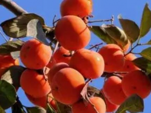 ����������Ҫע��ʲô ��Щʳ�ﲻ�ܺ�����һ���