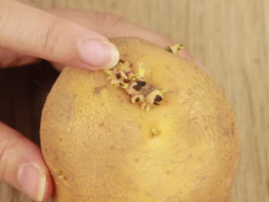 ЩʳԴ˾൱ڳ˪ һҪעŶ