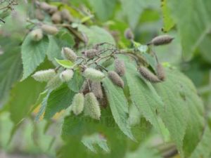 ������Ĺ�Ч ������������θ��