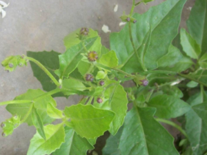 ������Ĺ�Ч ����������˳�Ѫ