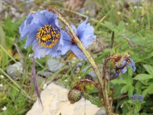 �컨������Ĺ�Ч �컨������������