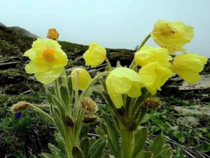 �ƻ�������Ĺ�Ч �ƻ������������ȿ���