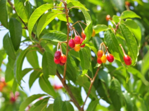 ����Ҷ��ʵ�Ĺ�Ч ����Ҷ��ʵ����к