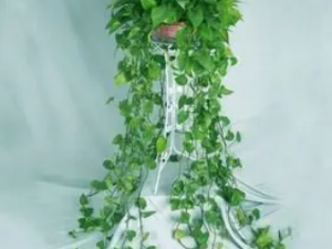 �����ٵĹ�Ч ������������