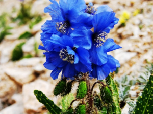 ���������Ĺ�Ч �������������������