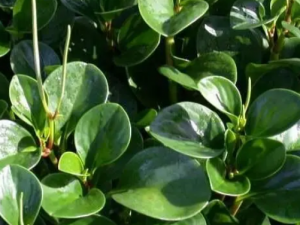 �����̵Ĺ�Ч ����������ʪ���ʹ