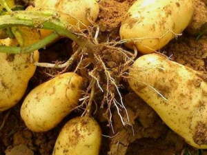 ʳ���������Ĵ���� ������Ӫ����ֵ