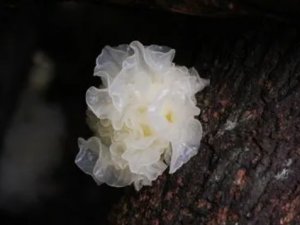 �������Ѭ�����ܿ������� ����������ѡ���õ�����