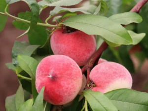 ����̫���ԭ�� ��ѡ��������ע��6��