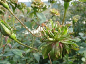 ����ˮ��ݵĹ�Ч ����ˮ������丹��ʹ