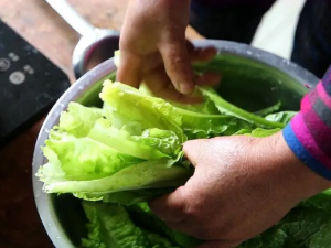 ݫ��Ҷ��ݫ��֭�Ĺ�Ч �����˲��ʺ�ʳ��ݫ��