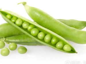 ���촺��������ս��� ���촺������㶹�ĺô�