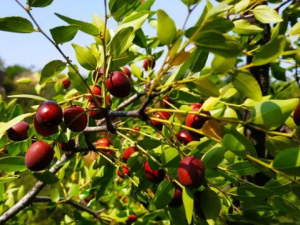 ����Ҳ�������� ��������Ʒ���