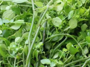 ʯ�Ͳ˵Ĺ�Ч ʯ�Ͳ��η��ȿ���