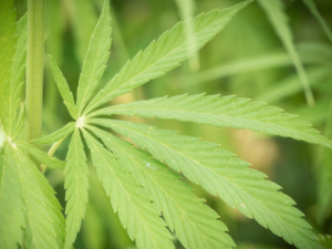 ����ҩ�Ĺ�Ч ����ҩ�η�ʪʹ