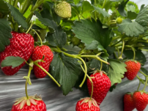 ��ݮ����ɿں��зḻ��ά����C �Բ�ݮ�ô�����Щ