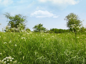 ��ôԤ�����۹��� ����������ǹ����ı�����